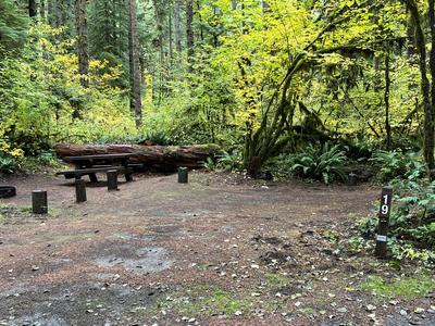 forest_0293