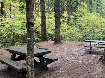 forest_0292
