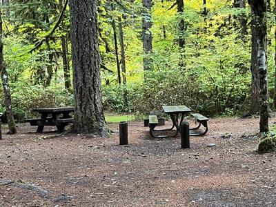forest_0289