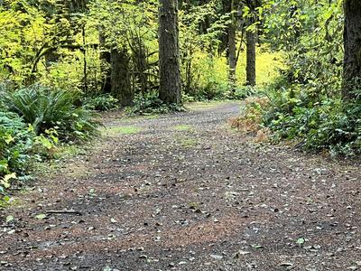 forest_0290