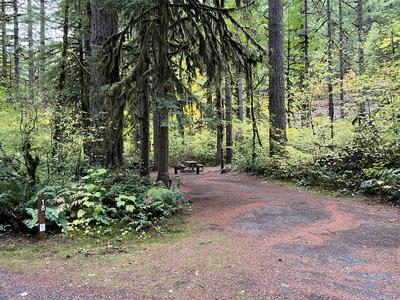 forest_0287
