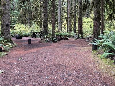 forest_0286