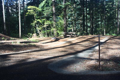 forest 1