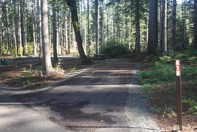 forest 2