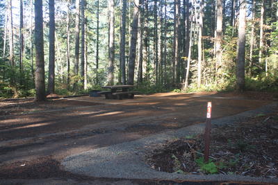 forest 3