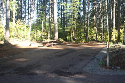 forest 4