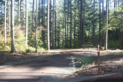 forest 5