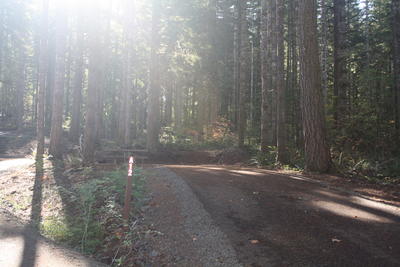 forest 6