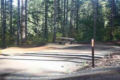 forest 7