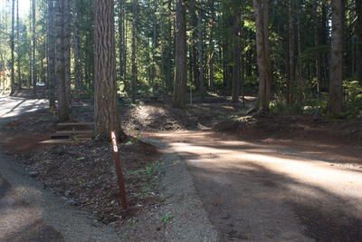 forest 8