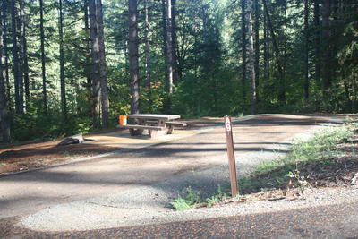 forest 9