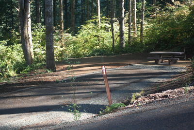 forest 10