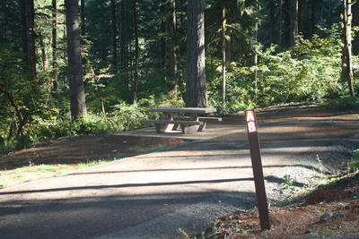 forest 11