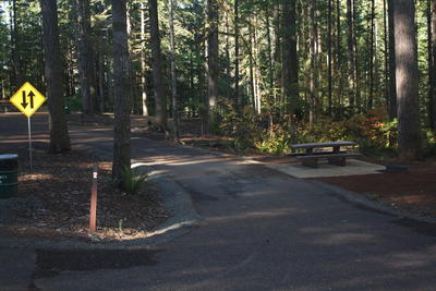 forest 12