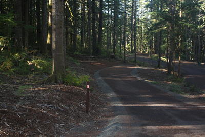 forest 13