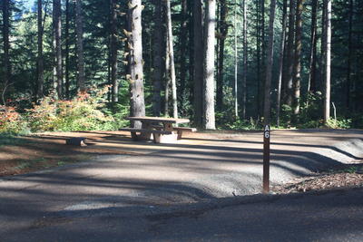 forest 14