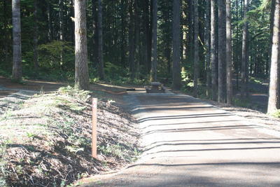 forest 15