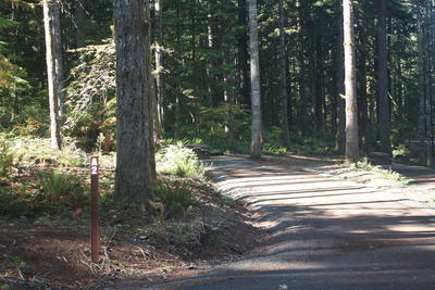 forest 17