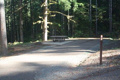 forest 18