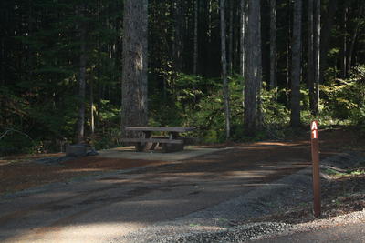 forest 19