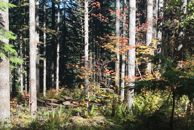 forest 20