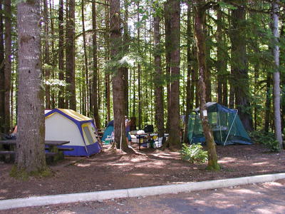 forest camp 2