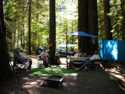 forest camp 3