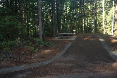 forest 23